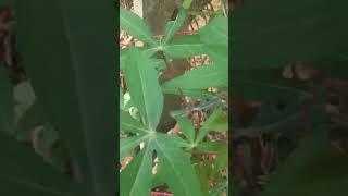 Cùng Huệ đi chăn cá nhé mọi người xem vi reo vui vẻ a