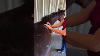 Spoiling my miracle foal  Baby Seven had a rough start to life — but now she’s living the dream.
