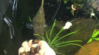 Hand Fed Tetraodon schoutedeni - A Fish Room Short