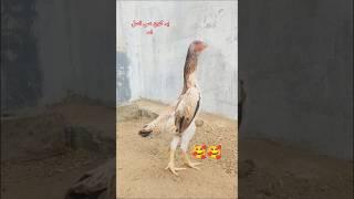 Aseel murgi What breed is this? #aseel #birds #youtubeshorts #shorts