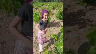Bağa gel bostana gel ırmak Aydın