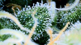 HOW TO LOOK AT TRICHOMES WEED PLANT