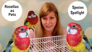 Rosellas as Pets: Species Spotlight