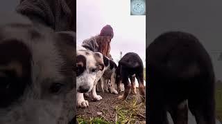 Rescue family of stray dog ​​in the middle of the farm #rescue #lovedog #dogrescue #dog #rescuedog