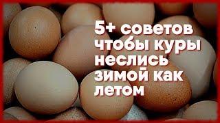 5+ СОВЕТОВ, ЧТОБЫ КУРЫ НЕСЛИСЬ ЗИМОЙ И ЛЕТОМ