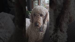 Artie best boy in the world  #standardpoodle #poodle #dogs #spoo  #goodboy #world