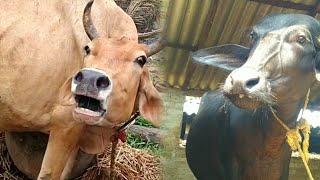 animal video | cow and buffalo video #baffalo #cow #sound #animals