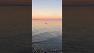 what is he doing?  Lake Constance Switzerland  #dog #swiss #supermoon