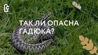 Так ли опасна гадюка?