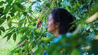 A food of ancient robusts |breadfruit|දෙල් නොවූ දෙල්| Poorna - The nature girl |