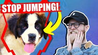 Stop Your SAINT BERNARD Jumping Up