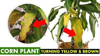 5 Reasons why your Corn plant leaves turning yellow and brown