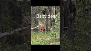 Baby deer! Ever seen a fawn this small? Canadian Rocky Mountains #animal #nature #canadianrockies️