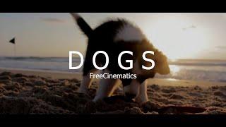 Beautiful Dogs No Copyright Videos With No Copyright Music - Free Videos - FreeCinematics