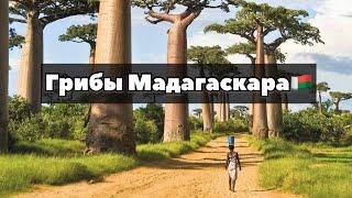 Грибы Мадагаскара. Самая сложная тихая охота в жизни!