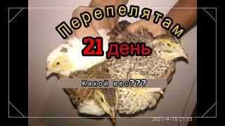 Перепелки 21 день / взвешивание