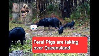 Feral Pig Trapping; Part 1 - Laying the Groundwork in SE QLD