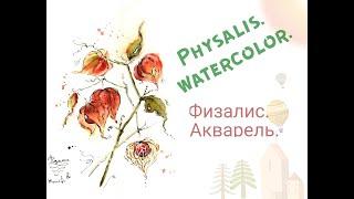 Physalis. Watercolor. Рисуем физалис акварелью.