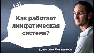 Как работает лимфатическая система?