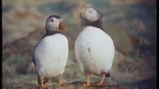 Puffin Documentary From The World of Survival Narrated By John Forsythe