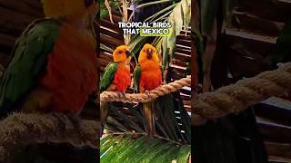 MUST DO in Costa Maya! Aviarius Bird Sanctuary #Mexico #Cruise #CostaMaya #port #travel #bird #fyp