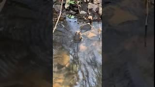 Frog Vibration Sound