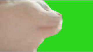 cat vibing greenscreen perfect extended loop version (with song voice)