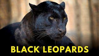 Black Leopards