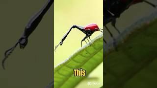 What’s Behind Its Long Neck? #shorts #animals #viralvideo #insects #thebugbusterman