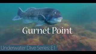 ROV Dive Series - Gurnet Point