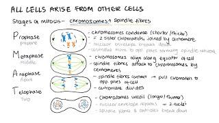 The cell cycle, mitosis, cancer, mitotic index practical, binary fission - A Level Biology AQA