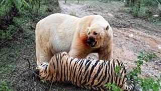 Siberian Tiger VS Polar Bear Meet in The Wild! - Blondi Foks