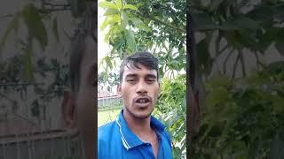 আম গাছ কে নিয়ে কিছু ছন্দ || Ripon Video