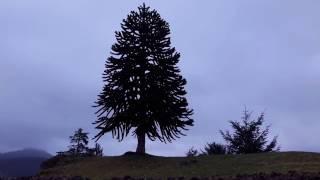 Monkey Puzzle Tree / Araucaria araucana - Another Video