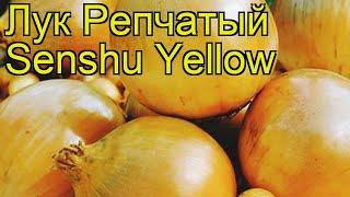 Лук репчатый Сеншейн Желтый. Краткий обзор, описание характеристик Senshu Yellow