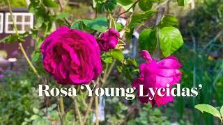 Rosa ‘Young  Lycidas’ in December