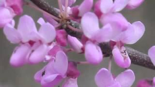 Plant portrait - Redbud (Cercis canadensis)