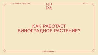 Павел Швец | Как работает виноградное растение