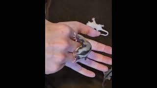 Cupid Sugar Glider joey Moonbaby Marsupials