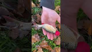 how to catch a catfish on deadbait #köderfisch #catfish #wels #welsangeln #fishing #keepfishingtv