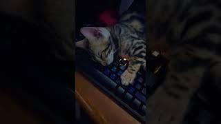 Cute little kitten sleeps on the keyboard So tired Employee of the Year