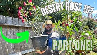 "Desert Roses 101: A Beginner's Guide to Growing and Caring for Adeniums"