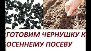 ЛУК ЧЕРНУШКА - КАК ЕЕ ОЧИСТИТЬ ОТ ШЕЛУХИ И ПОДГОТОВИТЬ К ПОСЕВУ