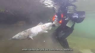 The Secret Life of Rivers: Salmon.