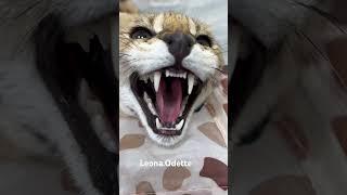 Leona  Odette the serval cat hissing and growling️️️