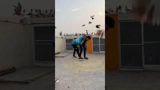 Kabutar ura diya #shortvideo #pigeon #pigeonkabutar #pigeonpigeon #kabtar #kabutar #kabutor