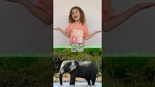 Amazing Animals That Start with A! 