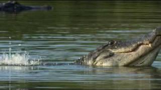 The American Alligator