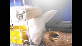 萌兔比比的新玩具