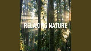 Relaxing Nature Sounds